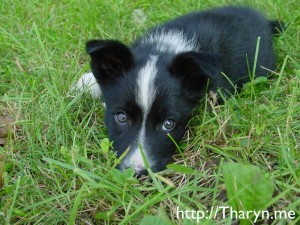 meditation-truth-tharyn-puppy Speaking Your Truth Tharyn.me