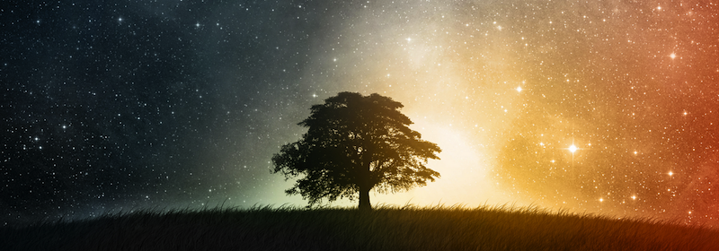 5 Insights to Gain from Trees with Meditation