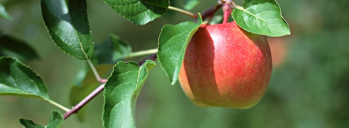 The Secrets of Living Without Food