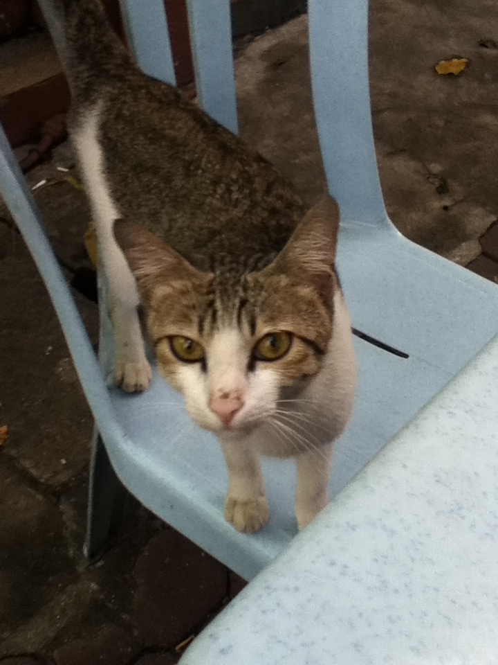 You might have teh tarik with this cat.