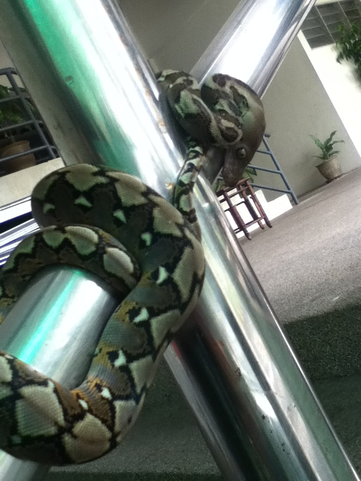 You might find pythons in Bangsar Permai. Take pictures, because no one will believe you.
