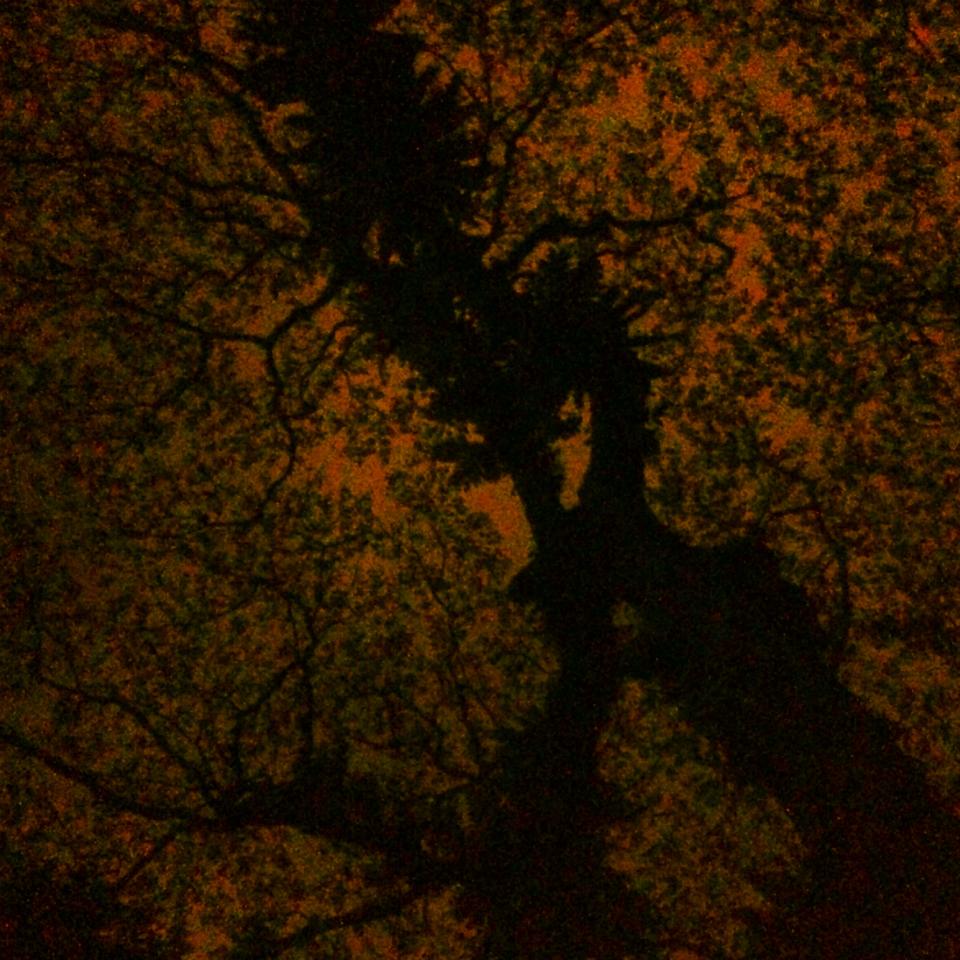 You might stare at a tree with that fairy, but trust me, it's the best tree in the world.