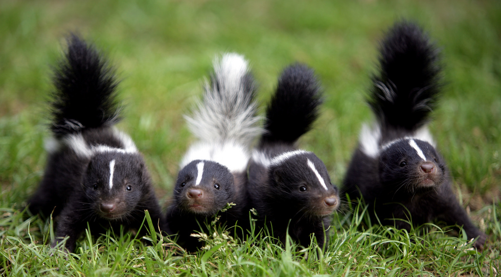 They're so cute! Don't run them over!